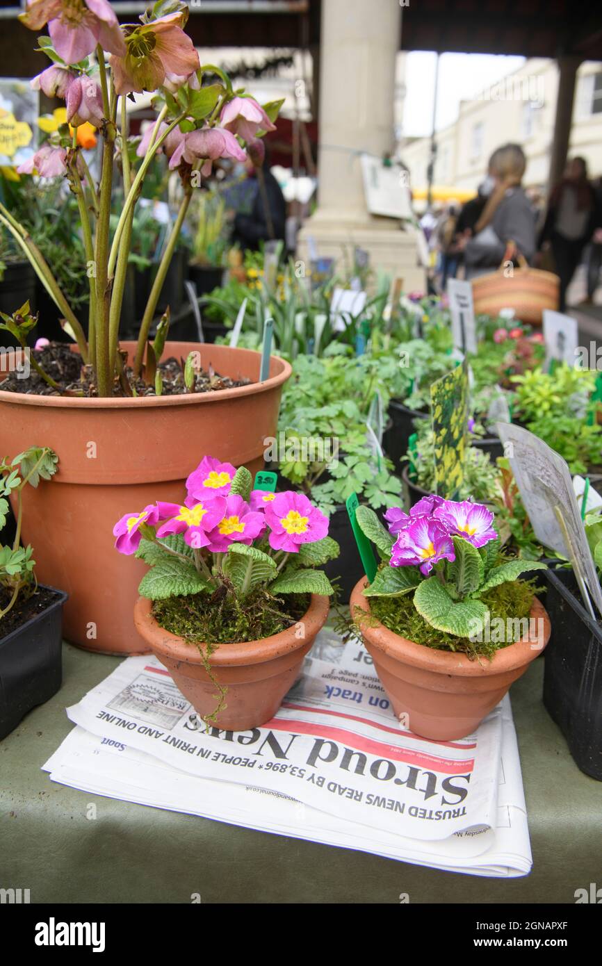 Le journal local « Stroud News & Journal » sur un stand de fleurs au marché agricole de Stroud, Gloucestershire, Royaume-Uni Banque D'Images