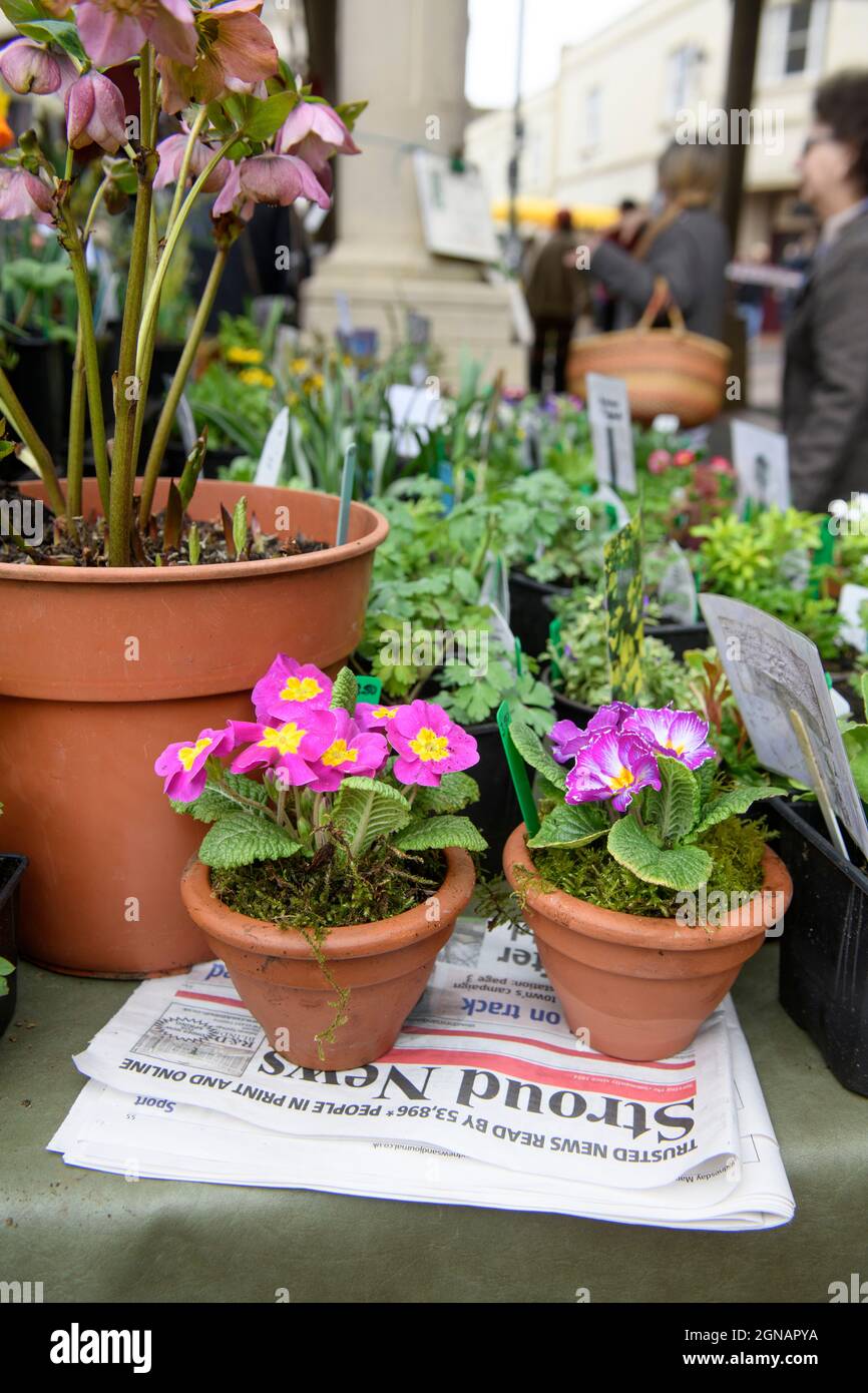 Le journal local « Stroud News & Journal » sur un stand de fleurs au marché agricole de Stroud, Gloucestershire, Royaume-Uni Banque D'Images