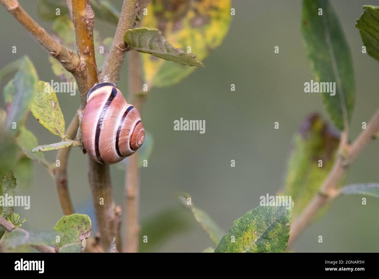 Escargot à lèvres brunes (Cepaea nemoralis) Martham Norfolk GB Royaume-Uni août 2021 Banque D'Images