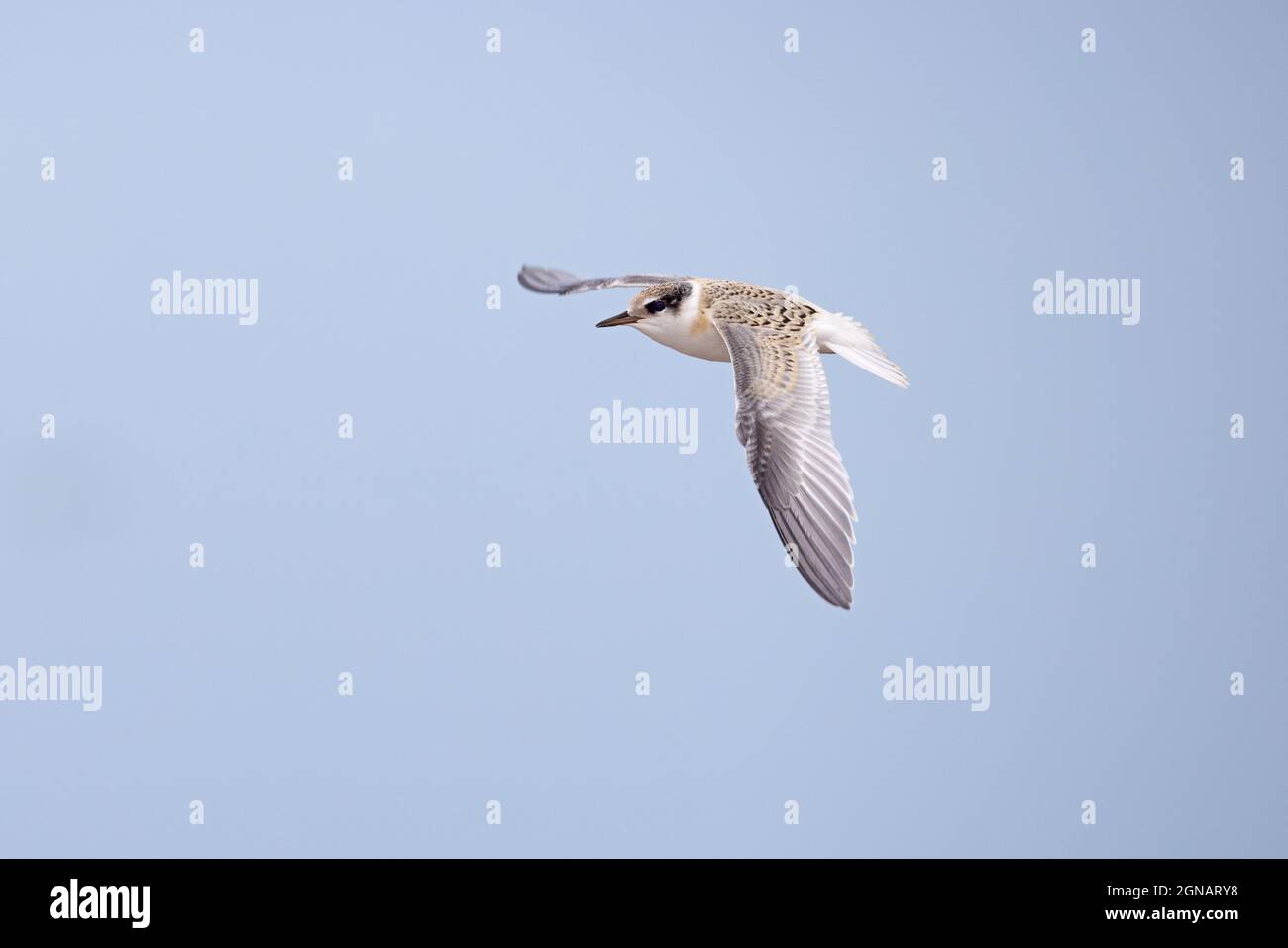 Little Tern (Sterna albifrons) Winterton Norfolk GB Royaume-Uni août 2021 Banque D'Images