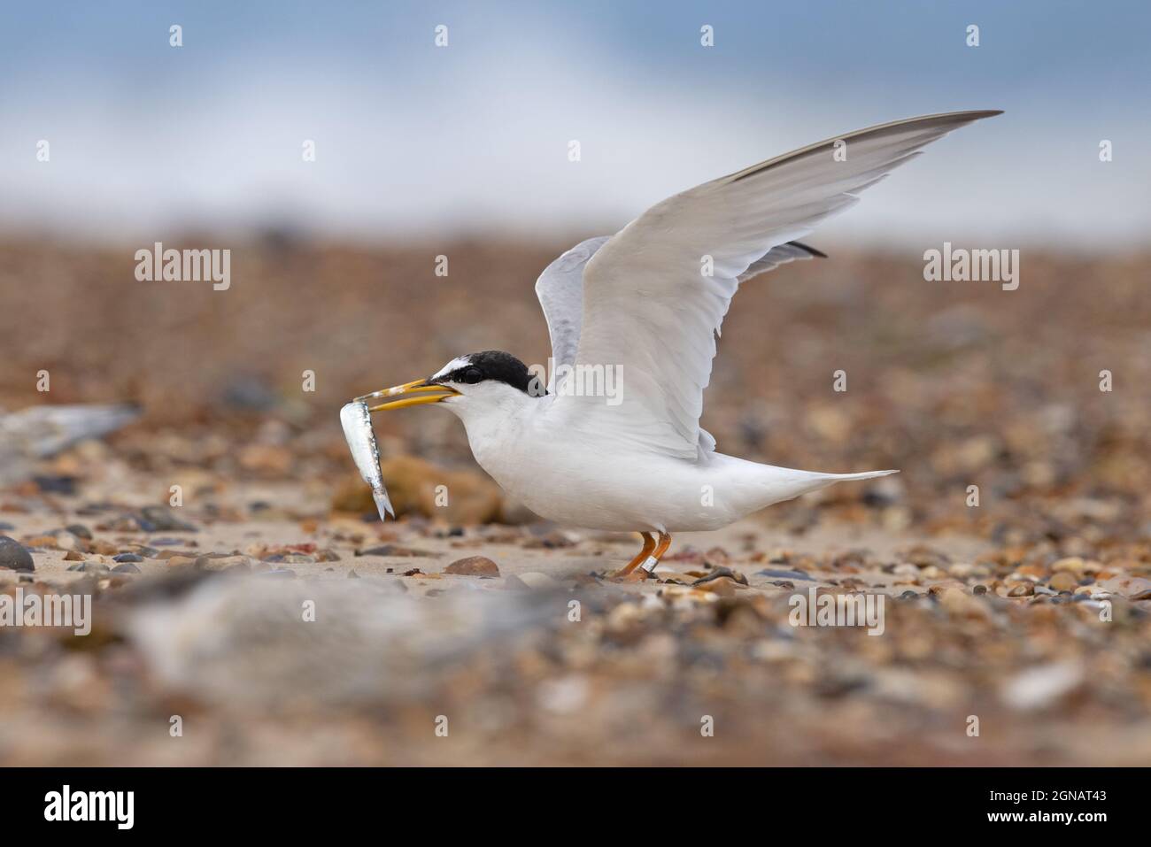 Little Tern (Sterna albifrons) Winterton Norfolk GB Royaume-Uni août 2021 Banque D'Images