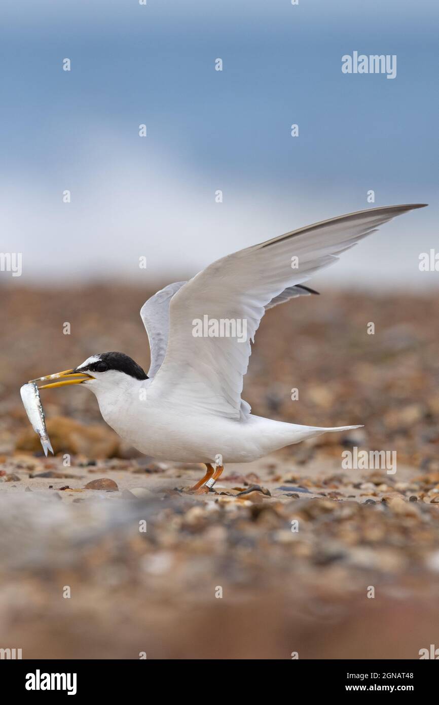 Little Tern (Sterna albifrons) Winterton Norfolk GB Royaume-Uni août 2021 Banque D'Images