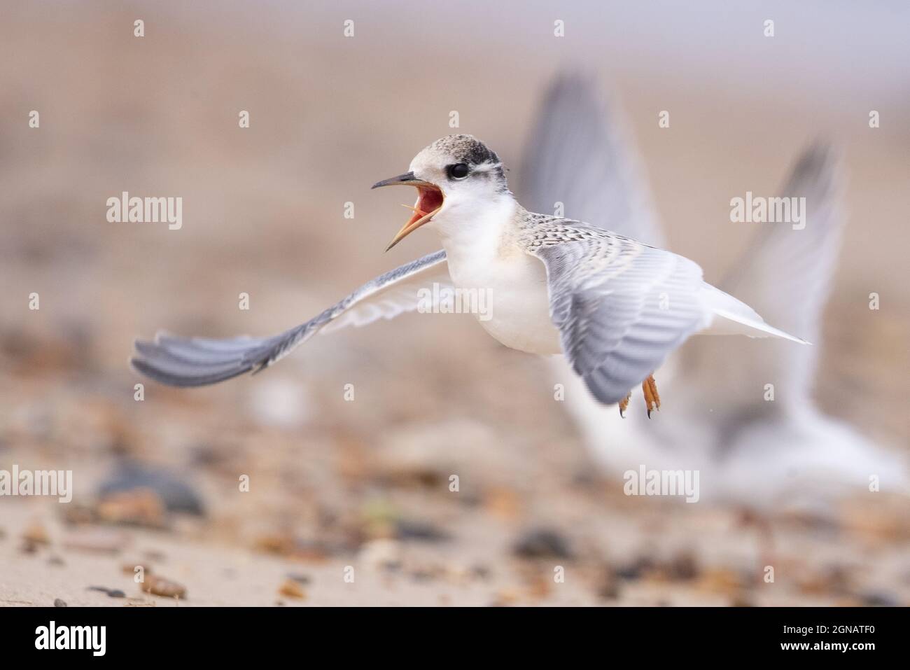 Little Tern (Sterna albifrons) Winterton Norfolk GB Royaume-Uni août 2021 Banque D'Images