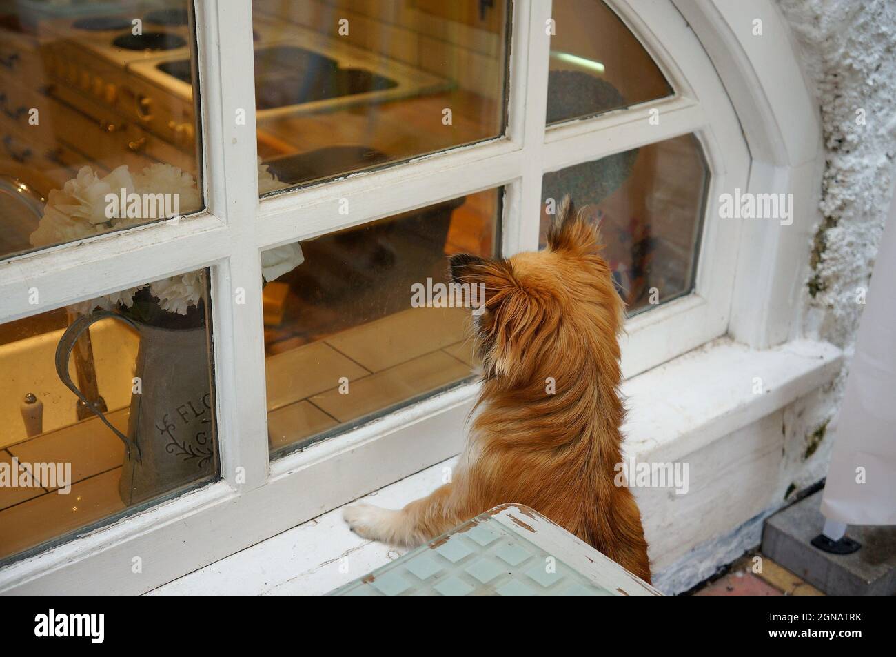 Un chien chihuahua debout pour regarder dans une fenêtre de sous-sol de cuisine Banque D'Images