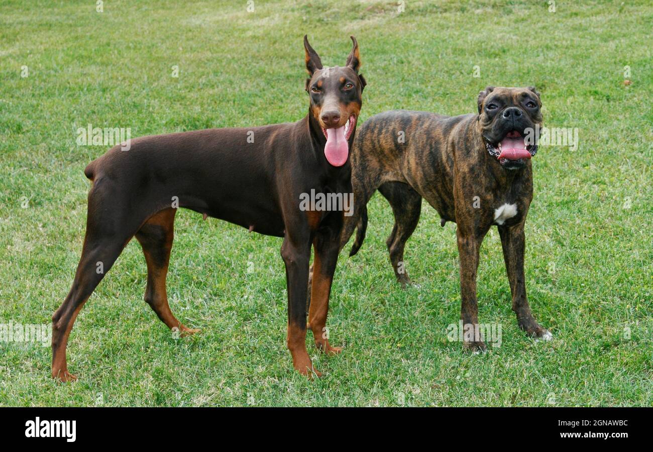 Doberman And Family Banque D Image Et Photos Alamy