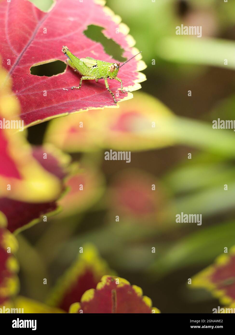 une sauterelle verte avec un motif de point noir brillant sur tout son corps debout sur une feuille de plante de coleus rouge et vert dans un jardin le matin ensoleillé Banque D'Images