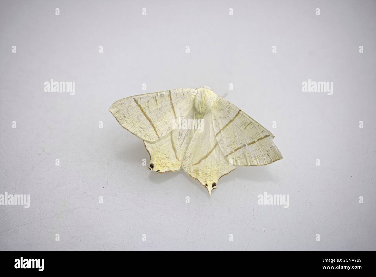 Moth à queue d'hirondelle (Ourapteryx sambucaria) Norwich GB UK juillet 2021 Banque D'Images