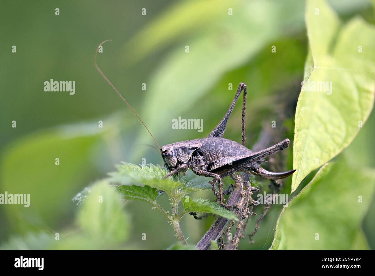 Bushcricket foncé (Phoshidoptera griseoaptera) Strumpshaw Fen Norfolk UK GB septembre 2021 Banque D'Images