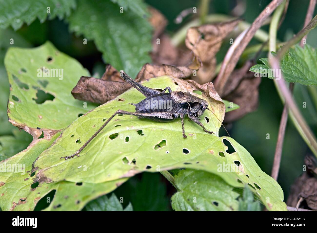 Bushcricket foncé (Phoshidoptera griseoaptera) Strumpshaw Fen Norfolk UK GB septembre 2021 Banque D'Images
