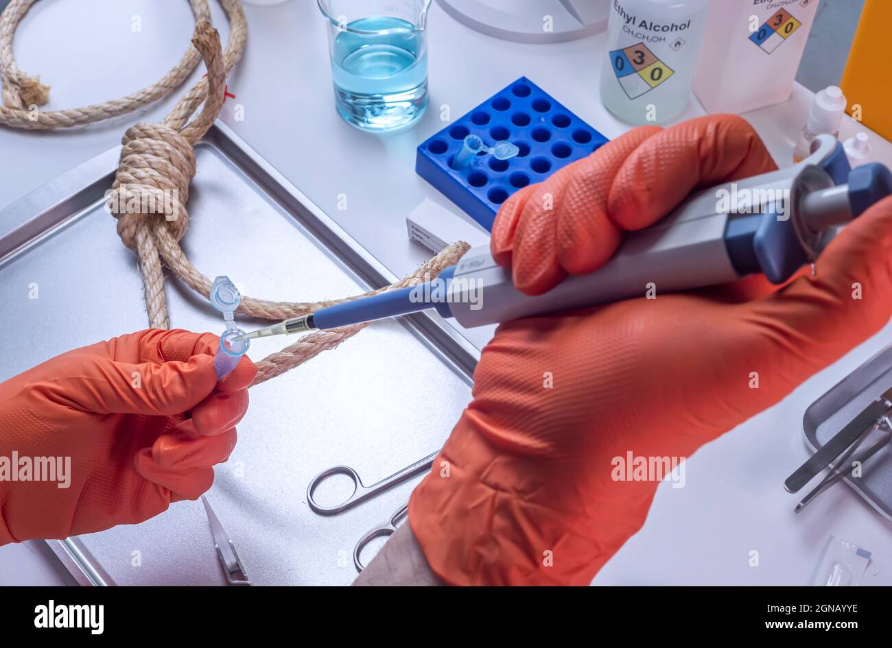 Un policier scientifique extrait un échantillon d'ADN du corps de la victime pendante, analyse de laboratoire de crime, image conceptuelle Banque D'Images