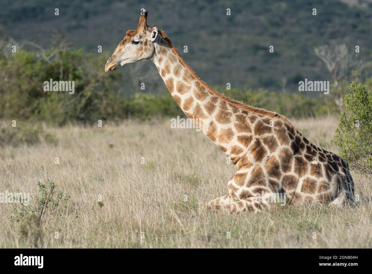 Giraffe sur une réserve de gibier privée près de Grahamstown/Makhansa, Cap oriental, Afrique du Sud, 07 novembre 2020. Banque D'Images