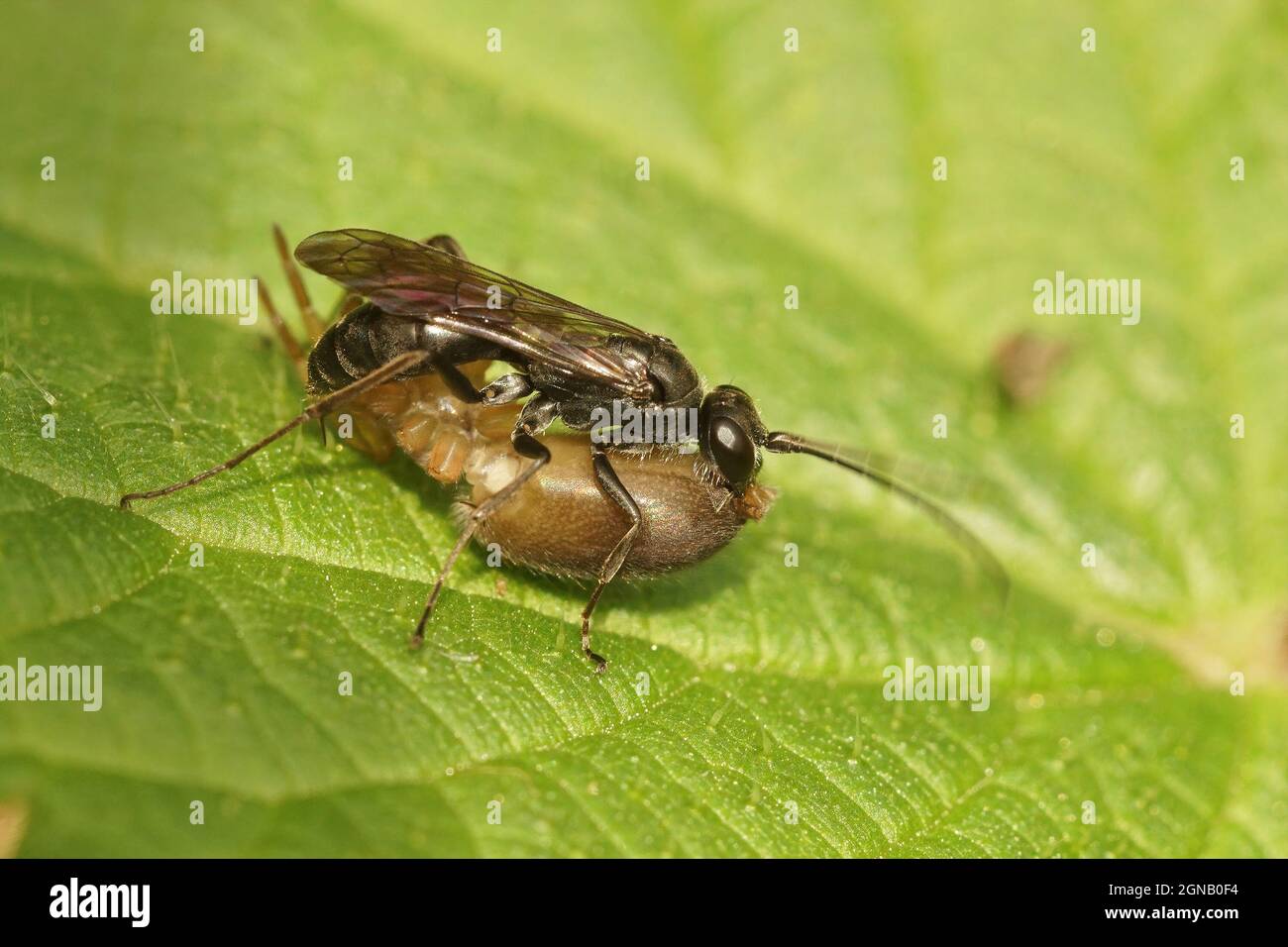 Gros plan de la moraillon de plomb, Pompilus cinereus avec la proie Banque D'Images