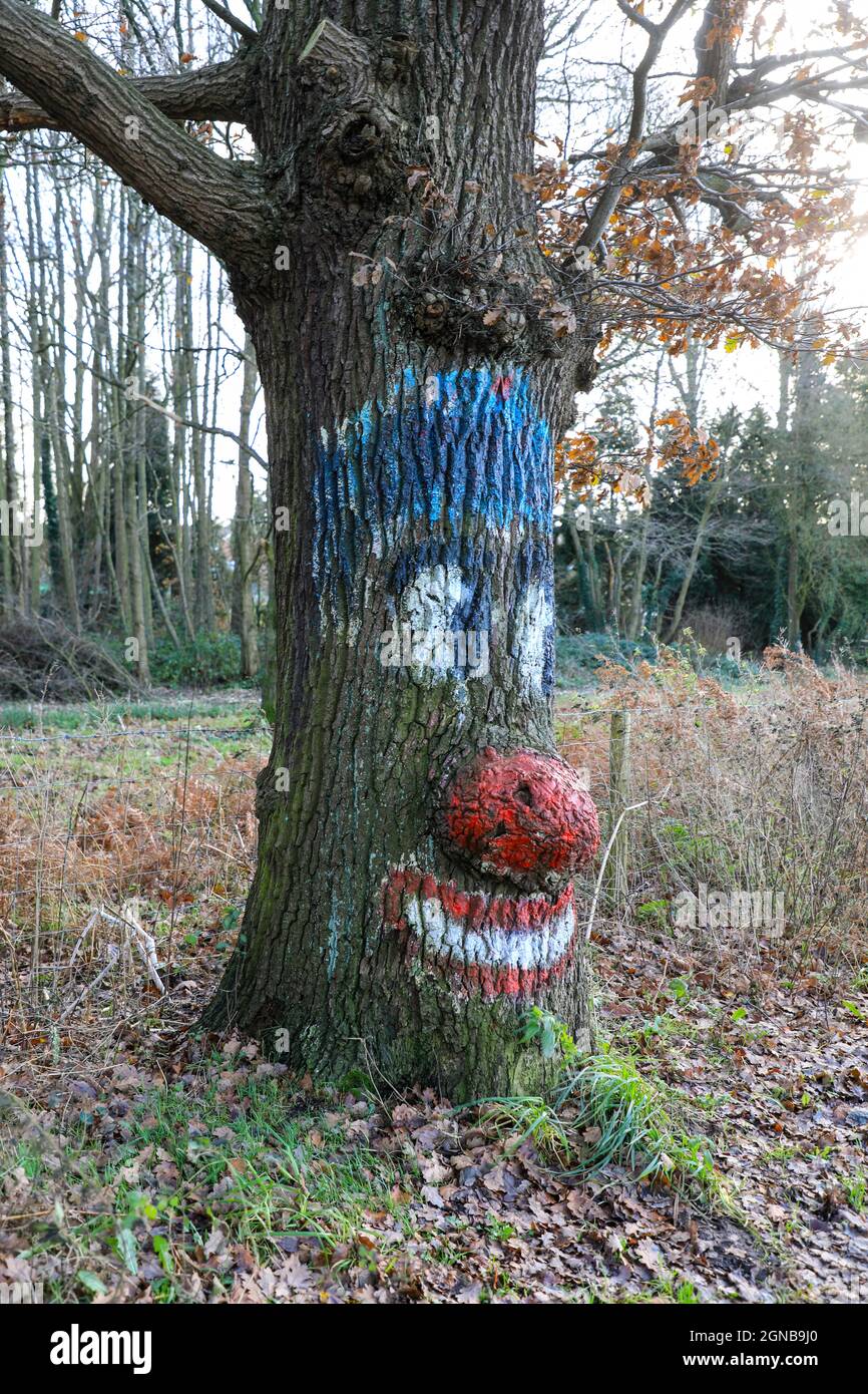 Un arbre avec un visage peint et un gros nez bulbeux, Alsager, Angleterre, Royaume-Uni Banque D'Images