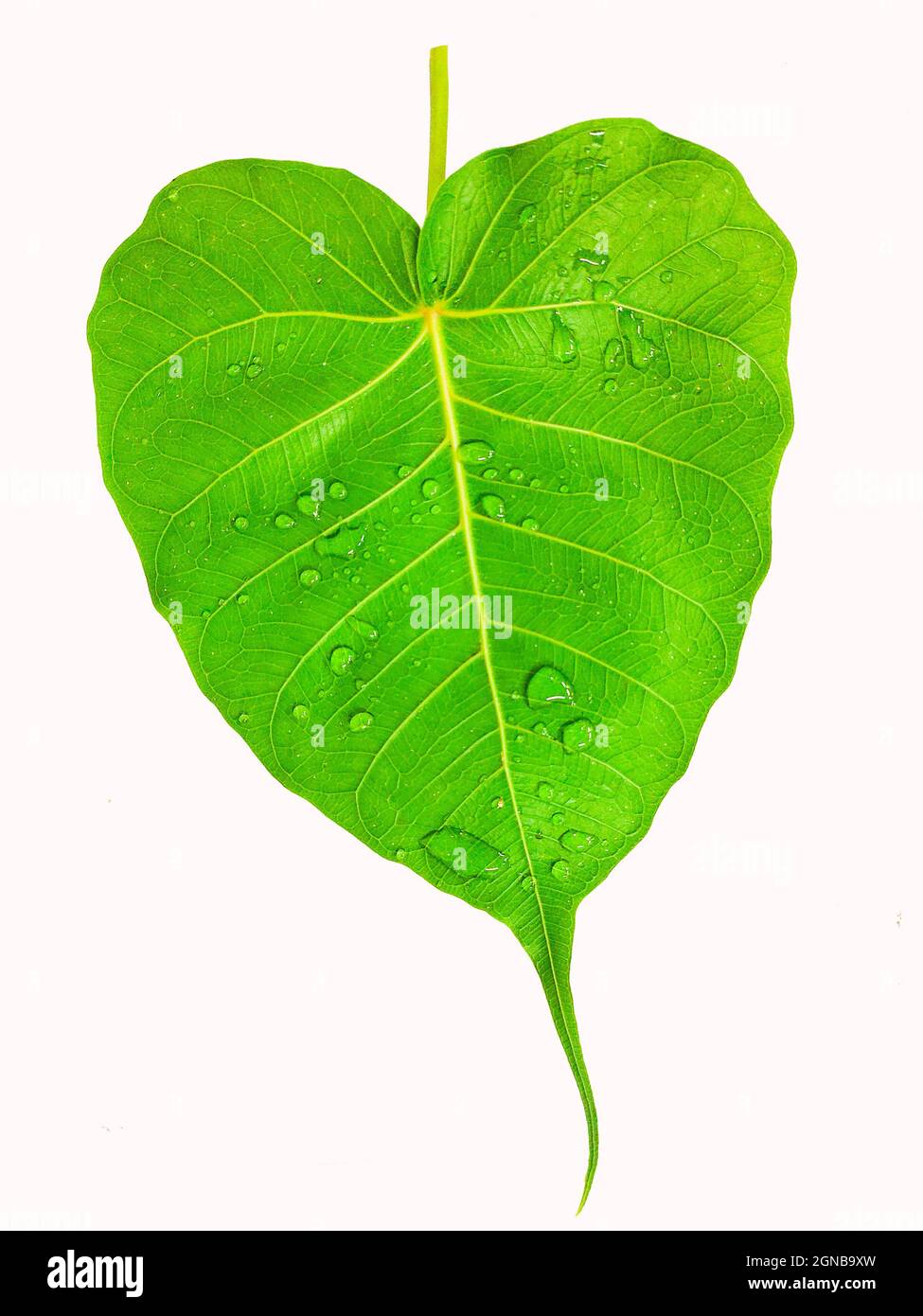 Feuilles de figues sacrées (Ficus religiosa L. , Pipal Tree, Bohhi Tree, Bo Tree, Peepul ) sur fond blanc Banque D'Images