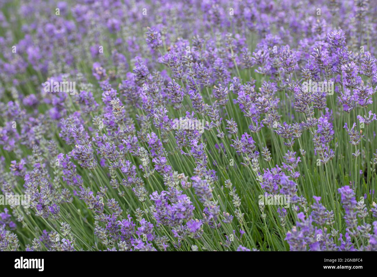 Gros plan de Lavandula angustifolia 'Violet de Twickel', une lavande anglaise aromatique, Angleterre, Royaume-Uni Banque D'Images