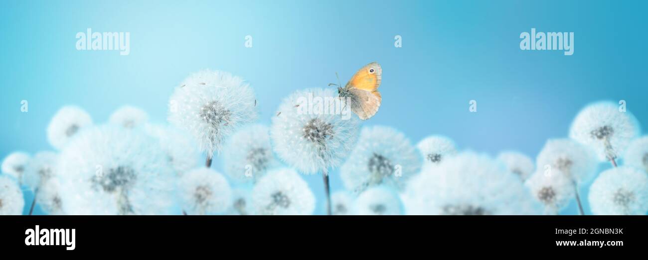 Papillon sur pissenlits blancs sur fond bleu. Banque D'Images