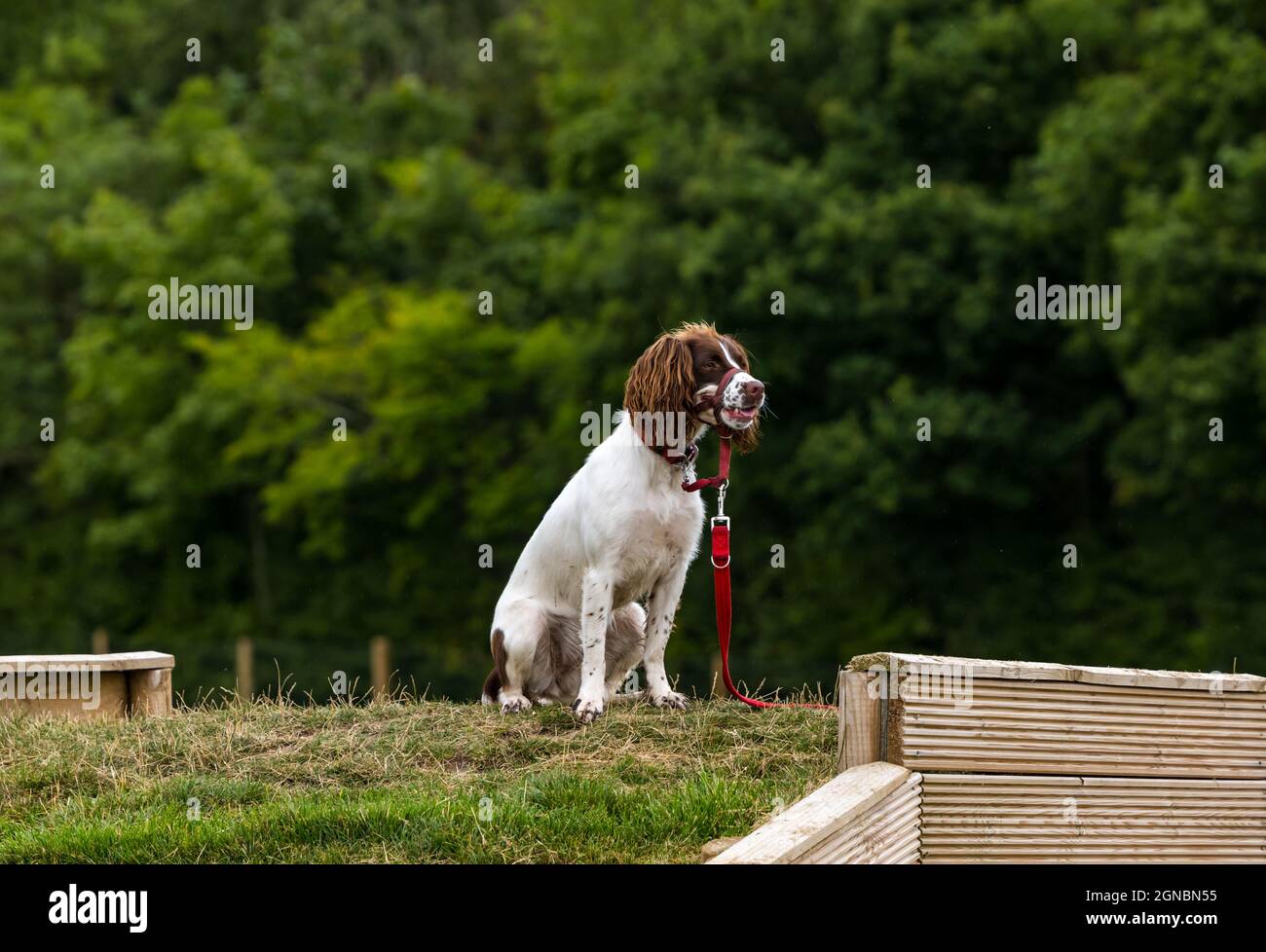 Un spaniel à la journée d'entraînement de chien au Unleashed Dog Agility Park, East Lothian, Écosse, Royaume-Uni Banque D'Images