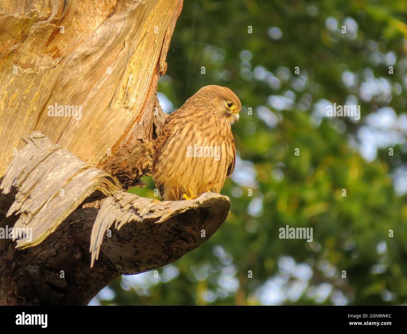 kestrel perchée sur un tronc d'arbre brillant d'or au soleil tôt le matin Banque D'Images