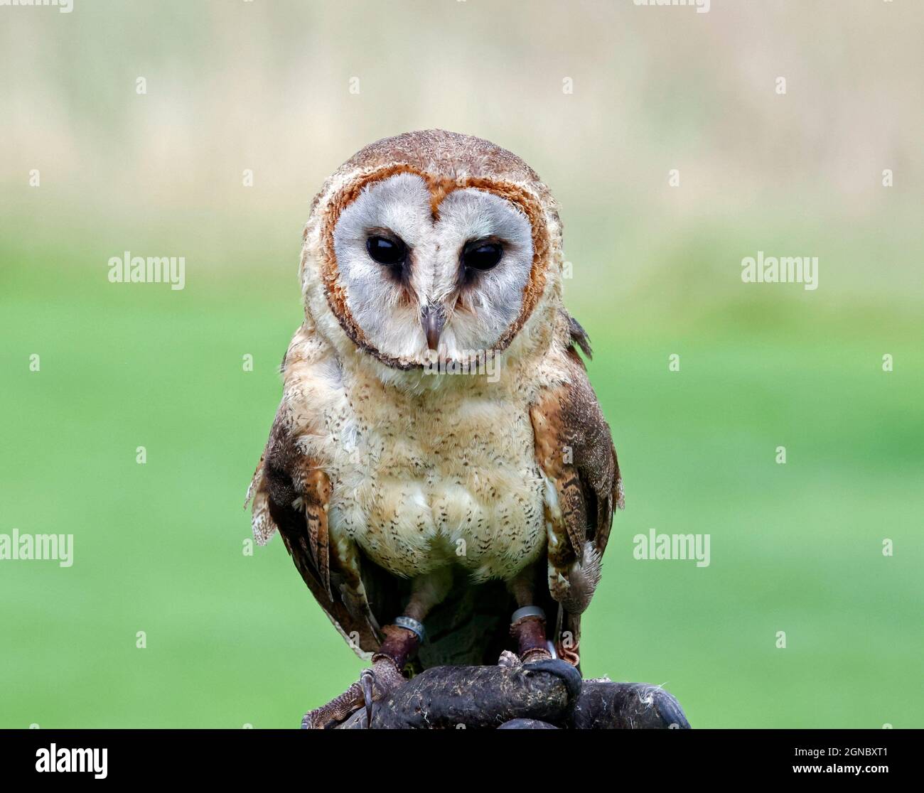 Un hibou a fait face à un oiseau de centre de proie Banque D'Images