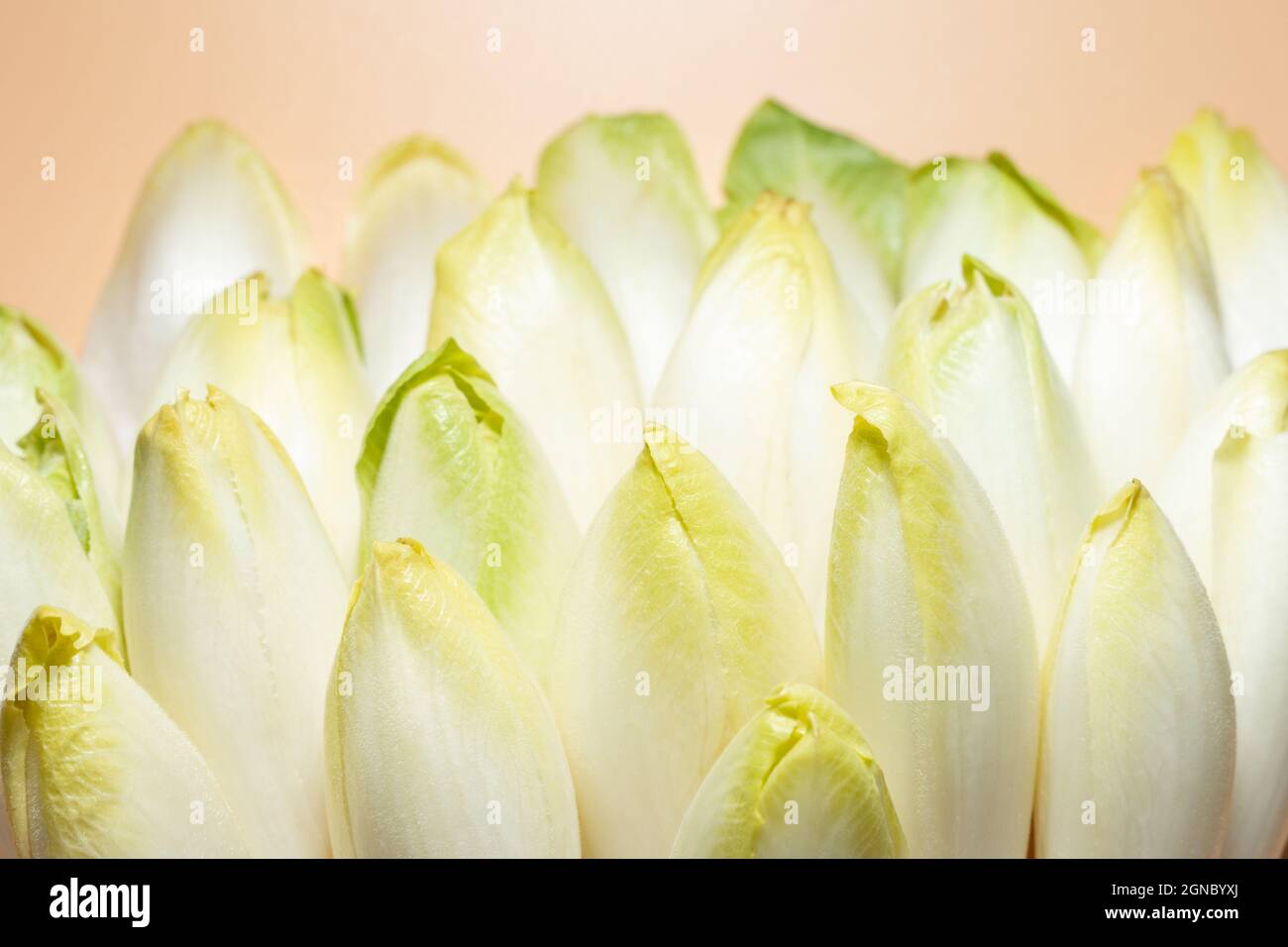 beaucoup d'endives crues salade racines ou chicorée sur fond orange, foyer sélectif Banque D'Images