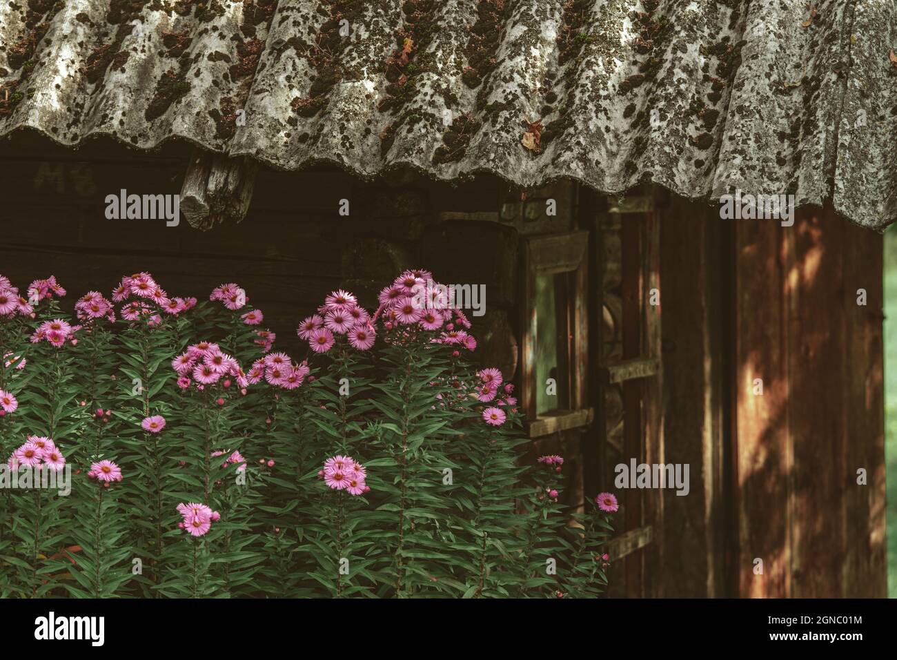 fleurs d'automne près d'une ancienne cabine en bois Banque D'Images