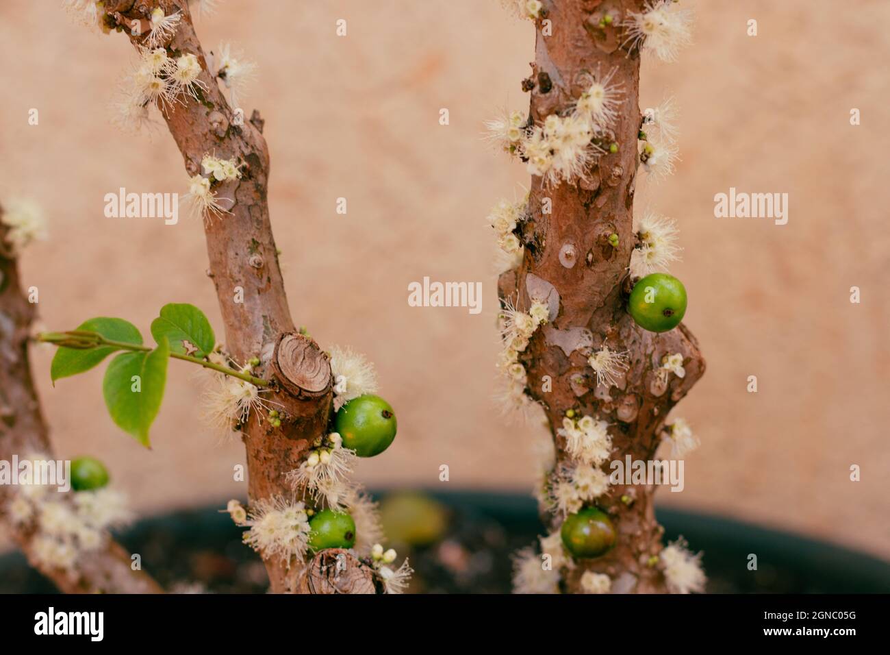 arbre-de-jabuticaba-dans-un-vase-au-d-but-de-la-floraison-avec-des