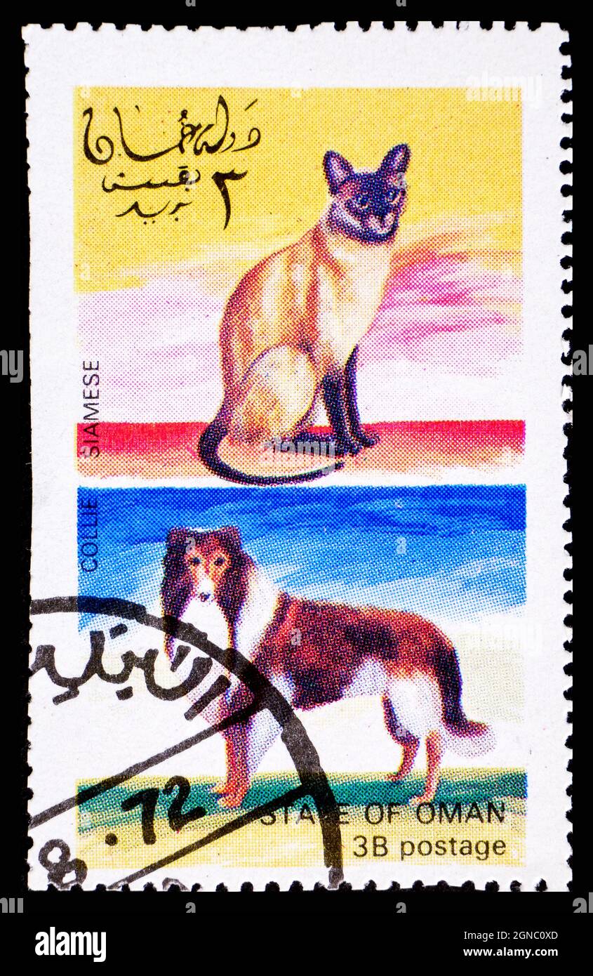 OMAN - VERS 1972 : timbre-poste d'Oman montrant le chat siamois et le chien de Collie Banque D'Images