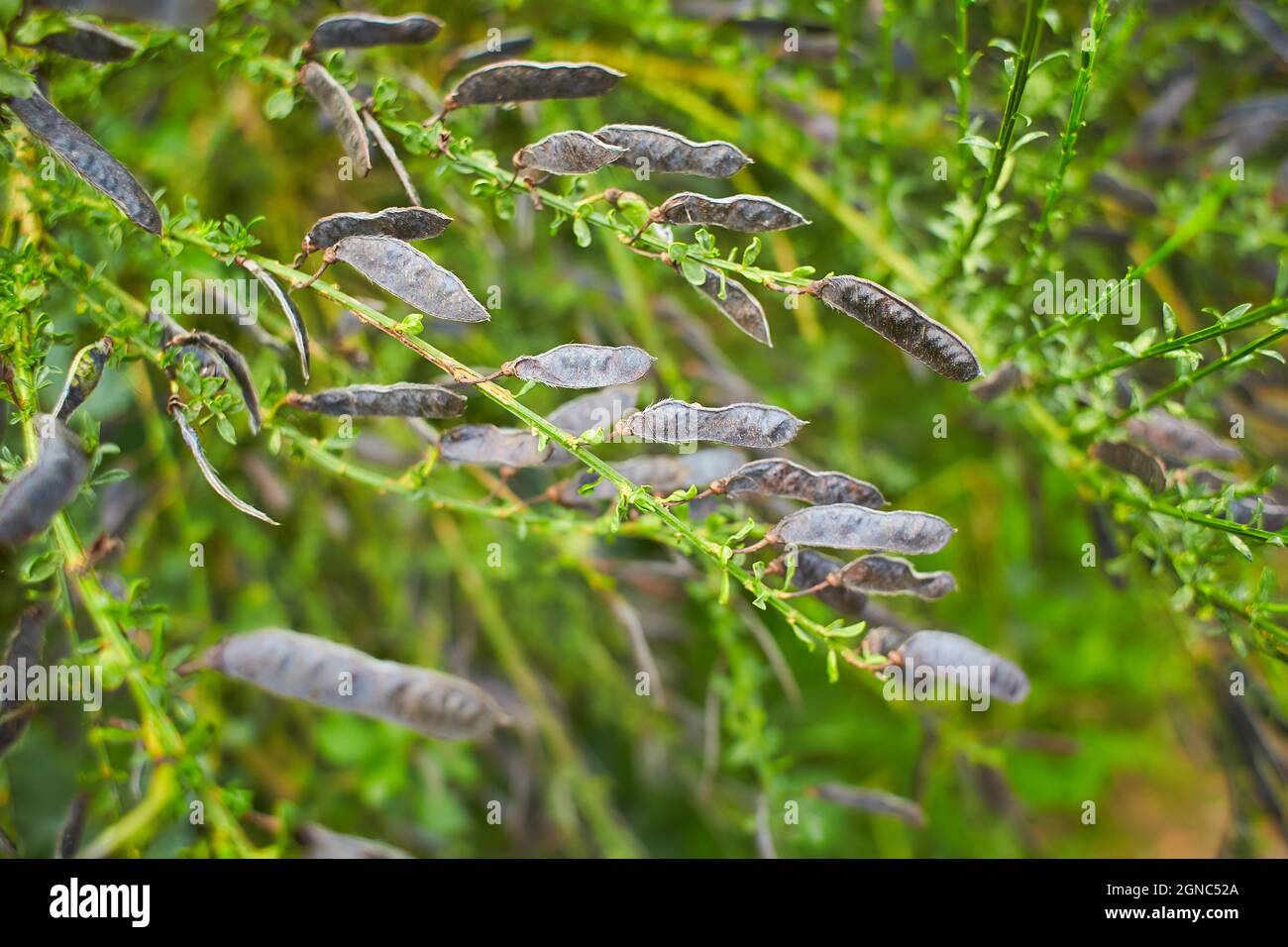 Séchez les gousses de pois sauvages sur le terrain Banque D'Images