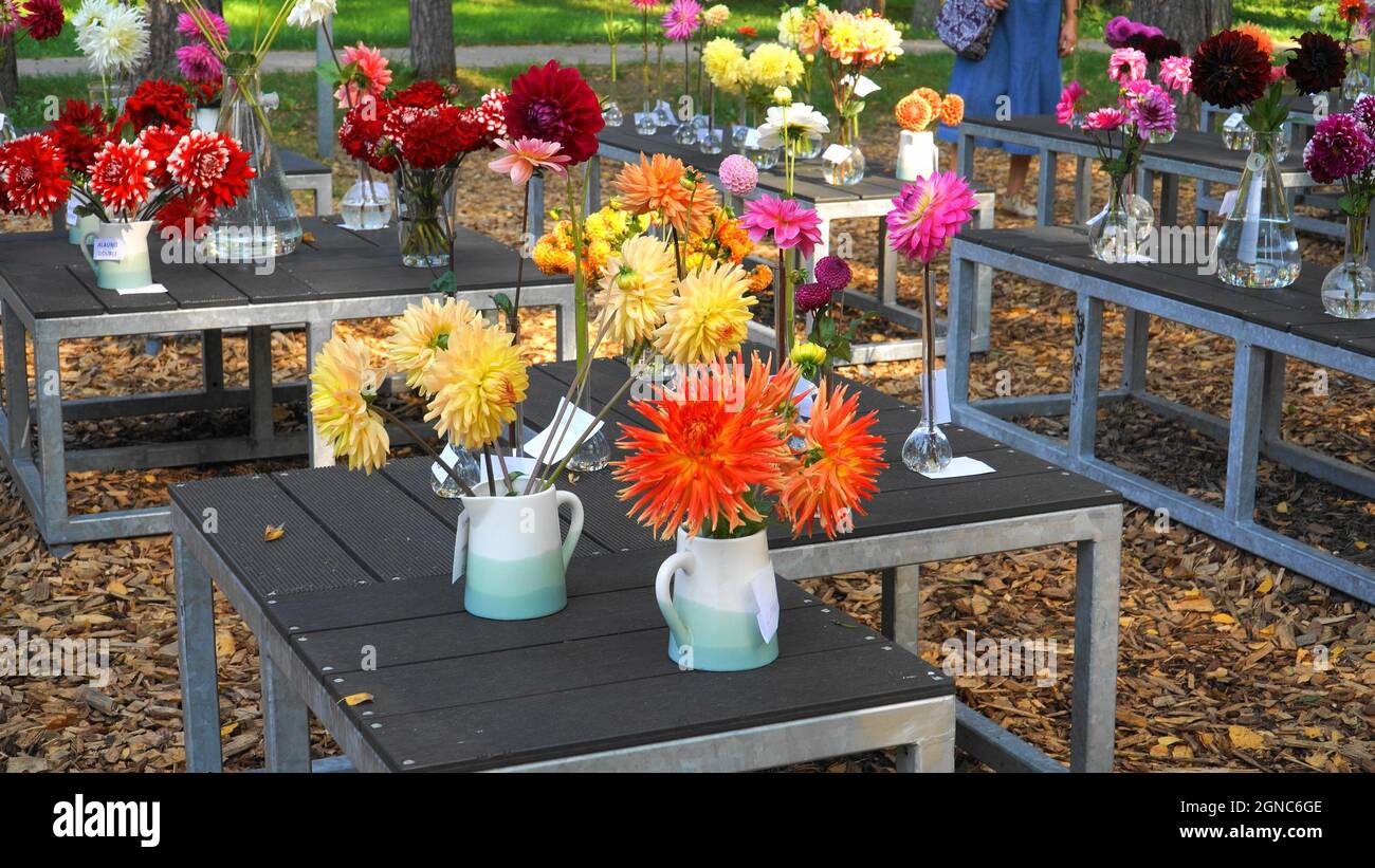 L'exposition en plein air des variétés Dahlia pinnata. Diverses fleurs coupées de couleur dans les vases sont placées en rangées sur les podiums. De beaux échantillons de l'écoulement Banque D'Images