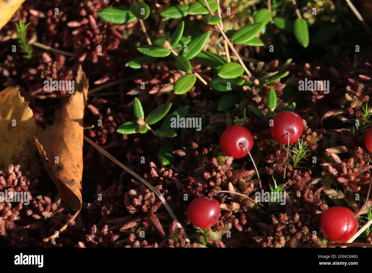 Vaccinium oxycoccos, canneberge, canneberge.Canneberges mûres rouges et feuilles vertes sur un tapis de sphagnum rouge en plein soleil.Copier l'espace. Banque D'Images