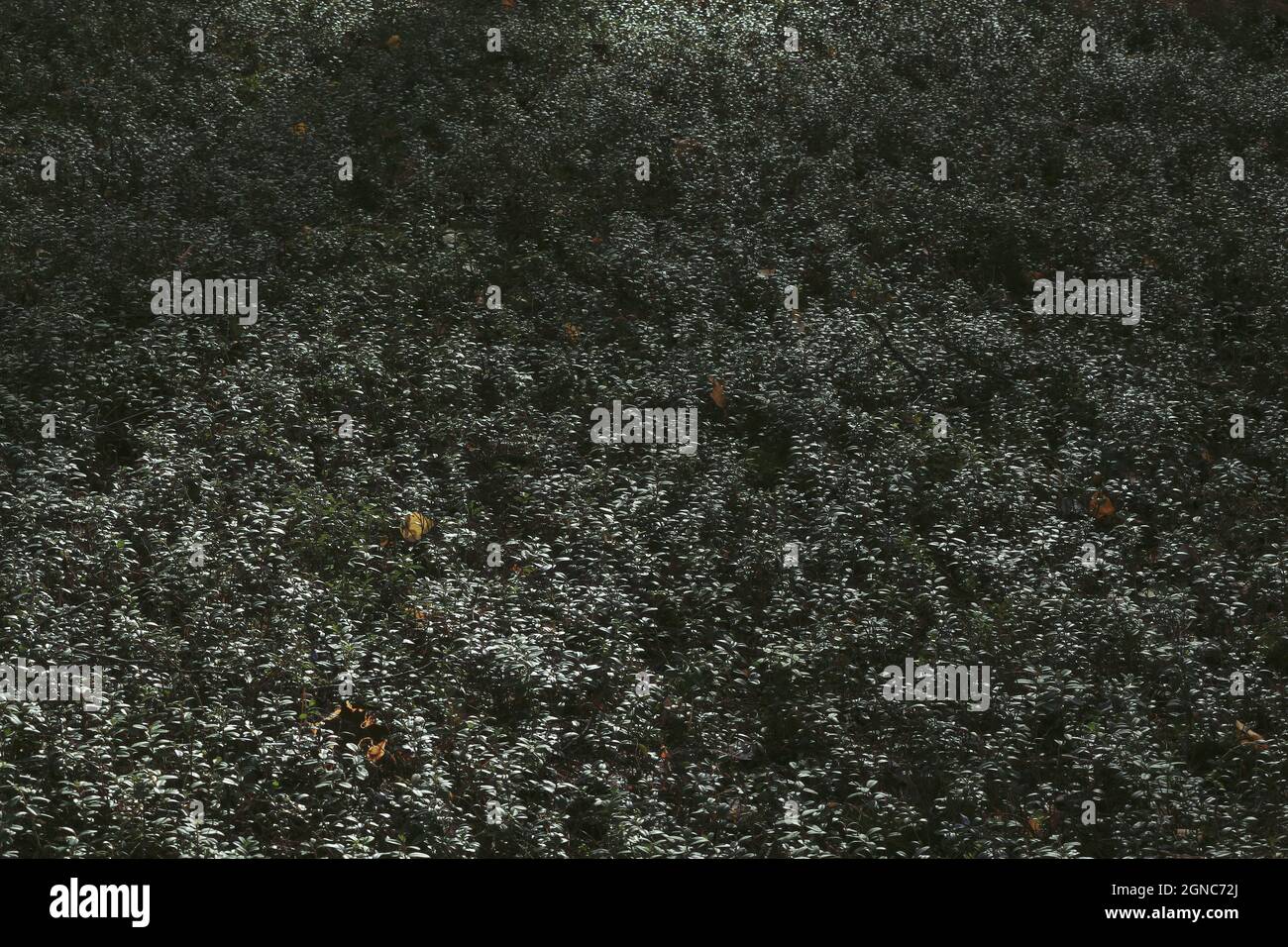 Un tapis d'automne de feuilles de baies de lingonyre couvrant le sol sous le soleil.Un modèle de buissons de mûres lingonyères couvrant le sol de la forêt avec un tapis solide et brillant. Banque D'Images