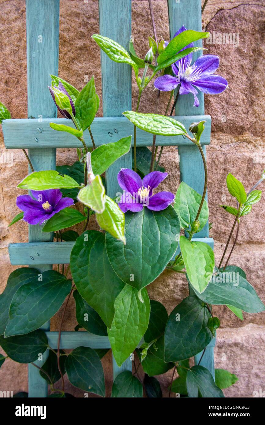 Fleurs de clématis violettes qui poussent sur un treillis en bois dans un jardin avec un mur derrière. Banque D'Images