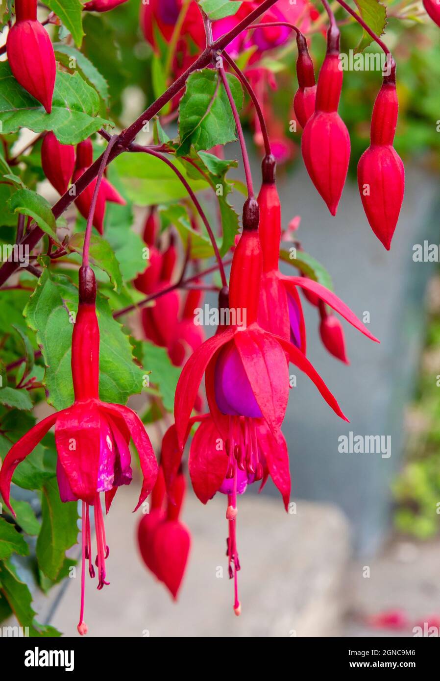 Vue rapprochée des fleurs de fuchsia rouge vif en été. Banque D'Images