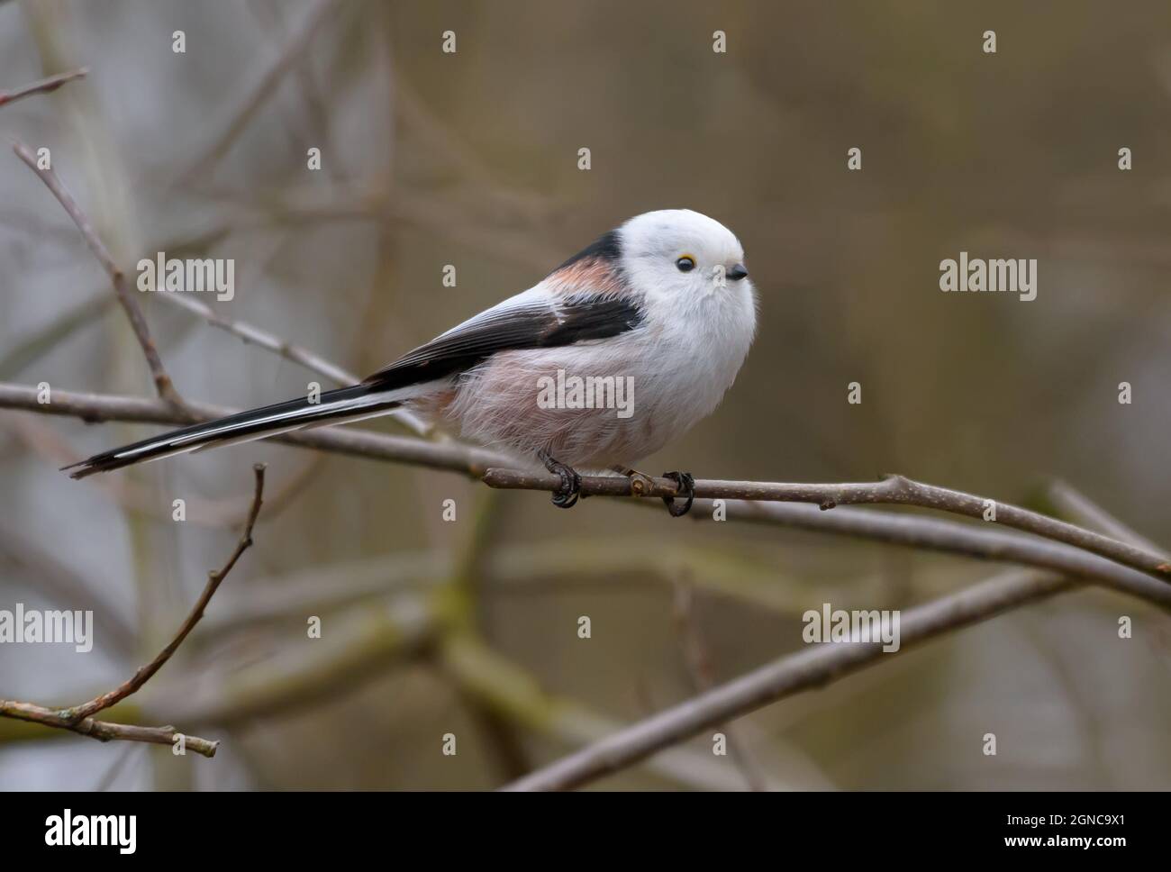 Tit à longue queue (Aegithalos caudatus), mignon adulte, posé sur une petite branche au début du printemps Banque D'Images