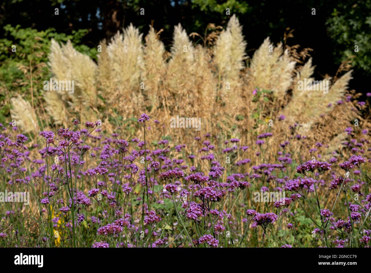 L'herbe de Pampas pousse dans un lit de fleurs à l'extérieur du jardin clos  historique d'Eastcote House à Londres, au Royaume-Uni. Le verveine violet  fleurit en premier plan Photo Stock - Alamy