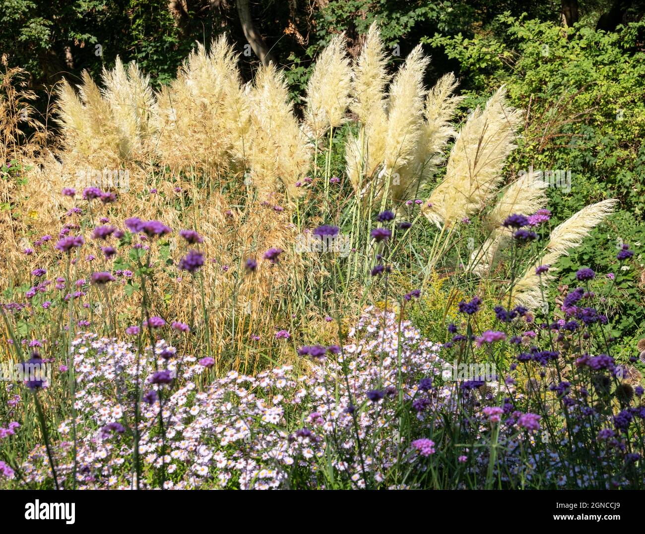 L'herbe de Pampas pousse dans un lit de fleurs à l'extérieur du jardin clos  historique d'Eastcote House à Londres, au Royaume-Uni. Le verveine violet  fleurit en premier plan Photo Stock - Alamy