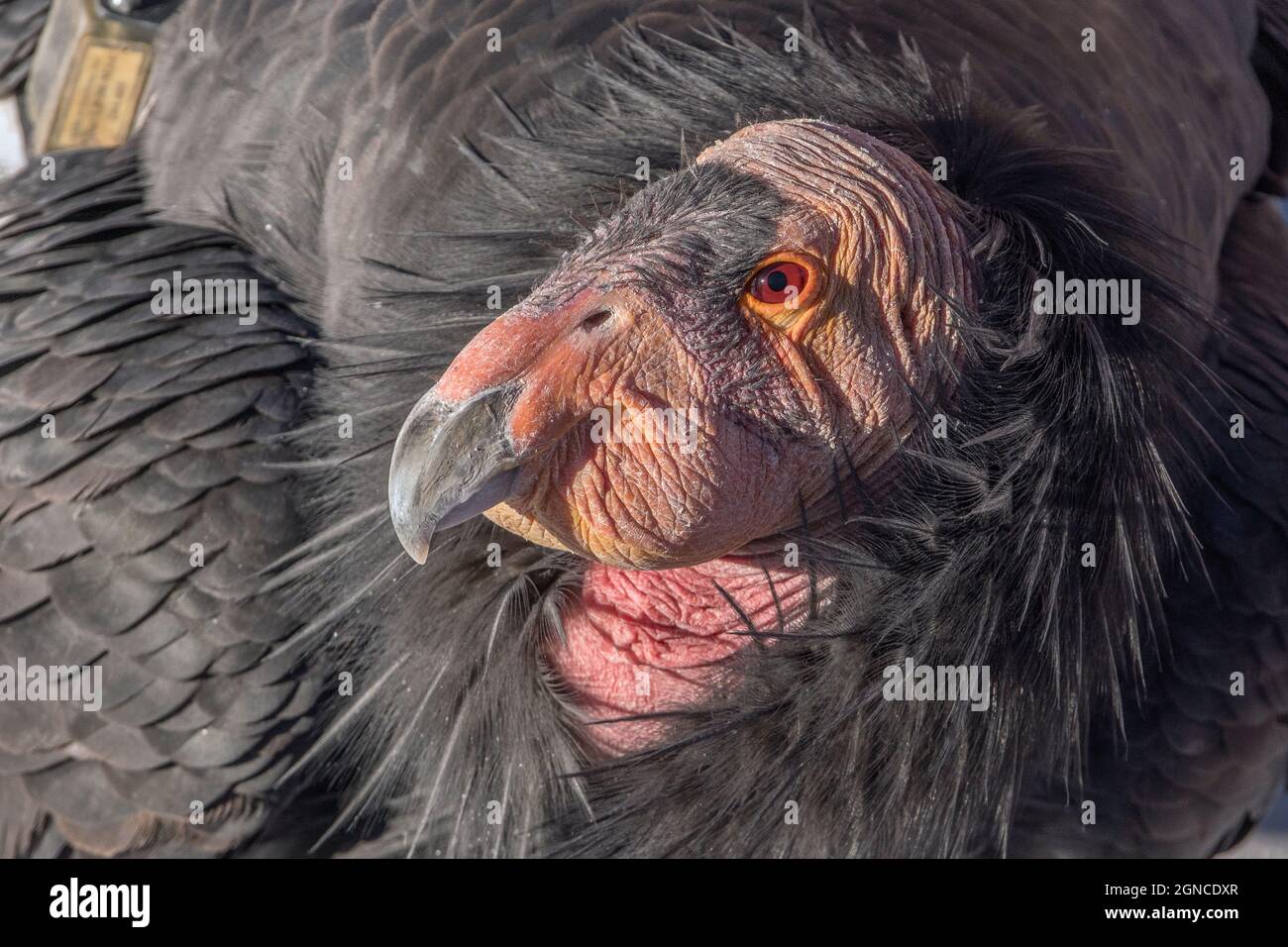 Condor de Californie Banque D'Images