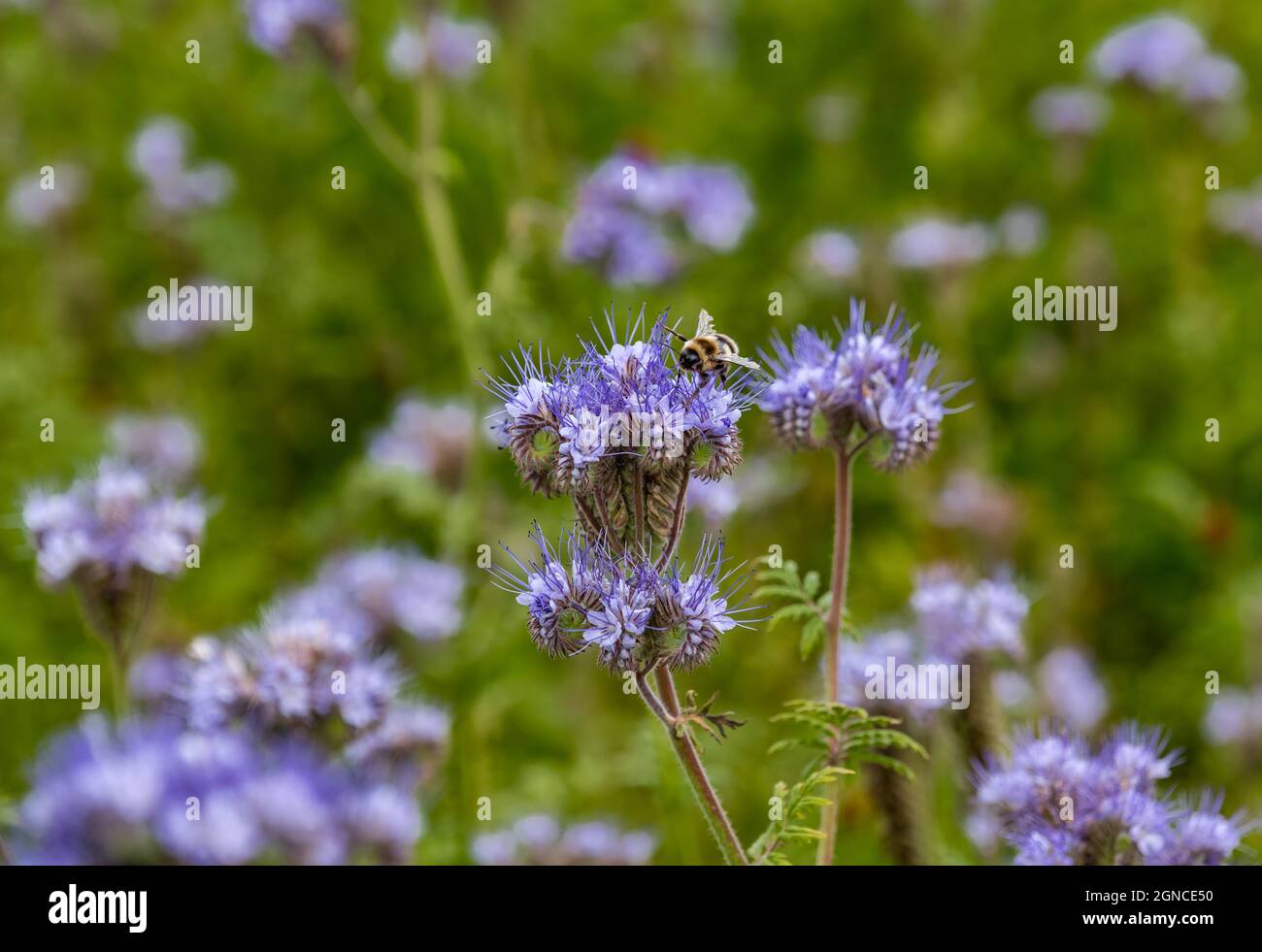 Bumblebee sur Lacy phacelia (tansy pourpre ou Phacelia tanacetifolia), Écosse, Royaume-Uni Banque D'Images