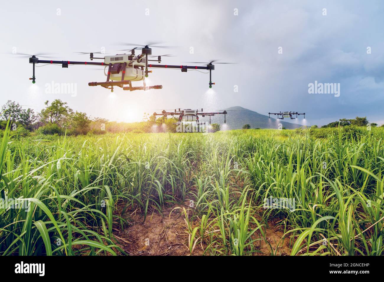 Agriculture drone volant sur la ferme de canne à sucre à l'engrais pulvérisé, 3D illustration rendu Banque D'Images