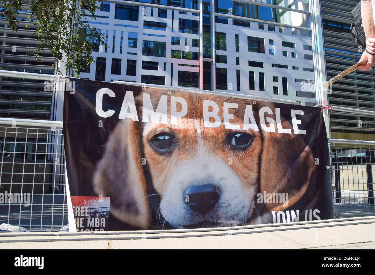 Londres, Royaume-Uni. 24 septembre 2021. Les militants se sont réunis à l'extérieur du Home Office pour demander la libération des beagles à l'installation de reproduction de MBR Acres, et ont appelé le gouvernement à mettre fin aux essais et aux expériences sur les animaux. Credit: Vuk Valcic / Alamy Live News Banque D'Images