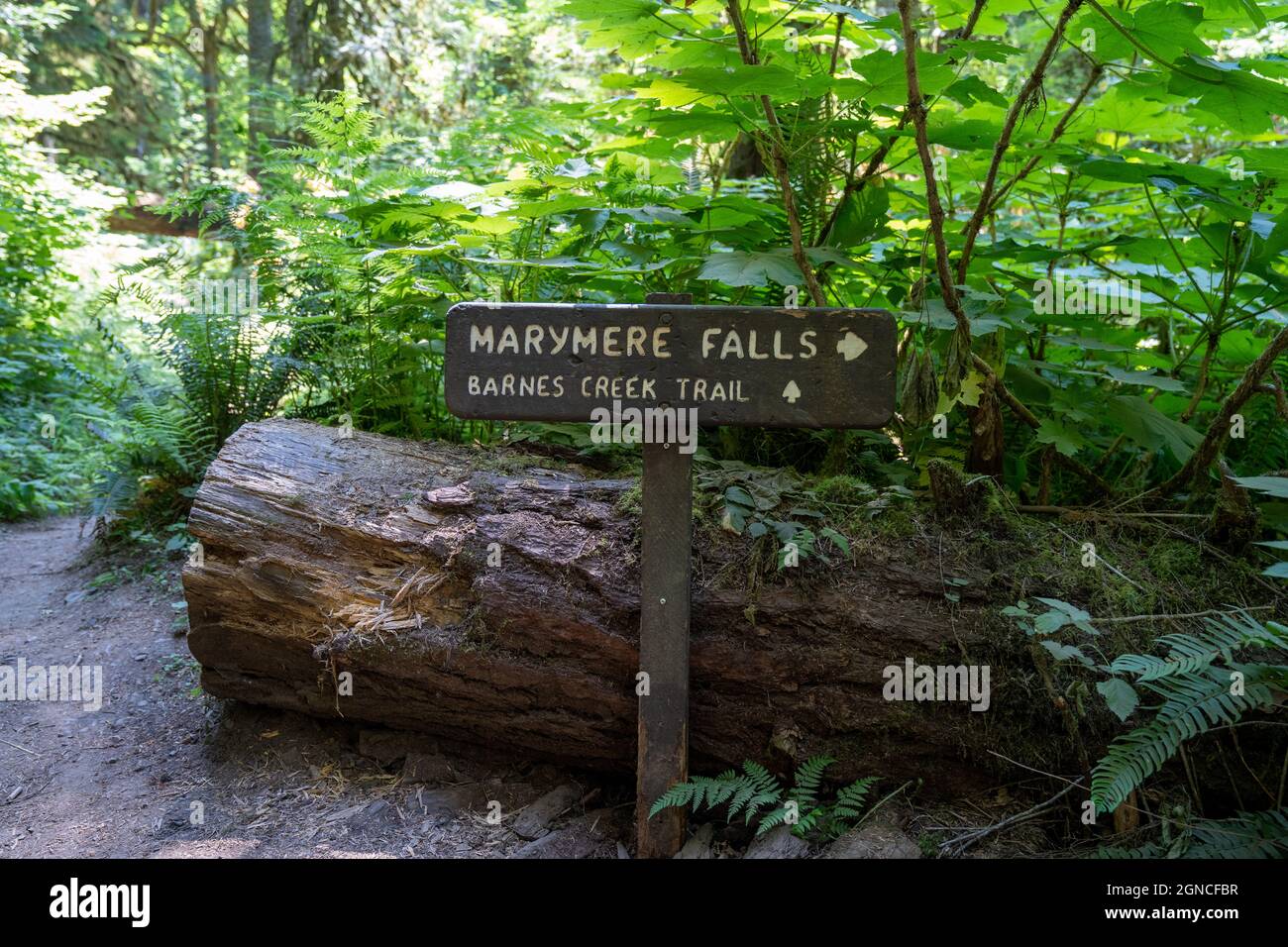 Sentier de randonnée directionnel vers les chutes Marymere ou le sentier Barnes Creek dans le parc national olympique Banque D'Images