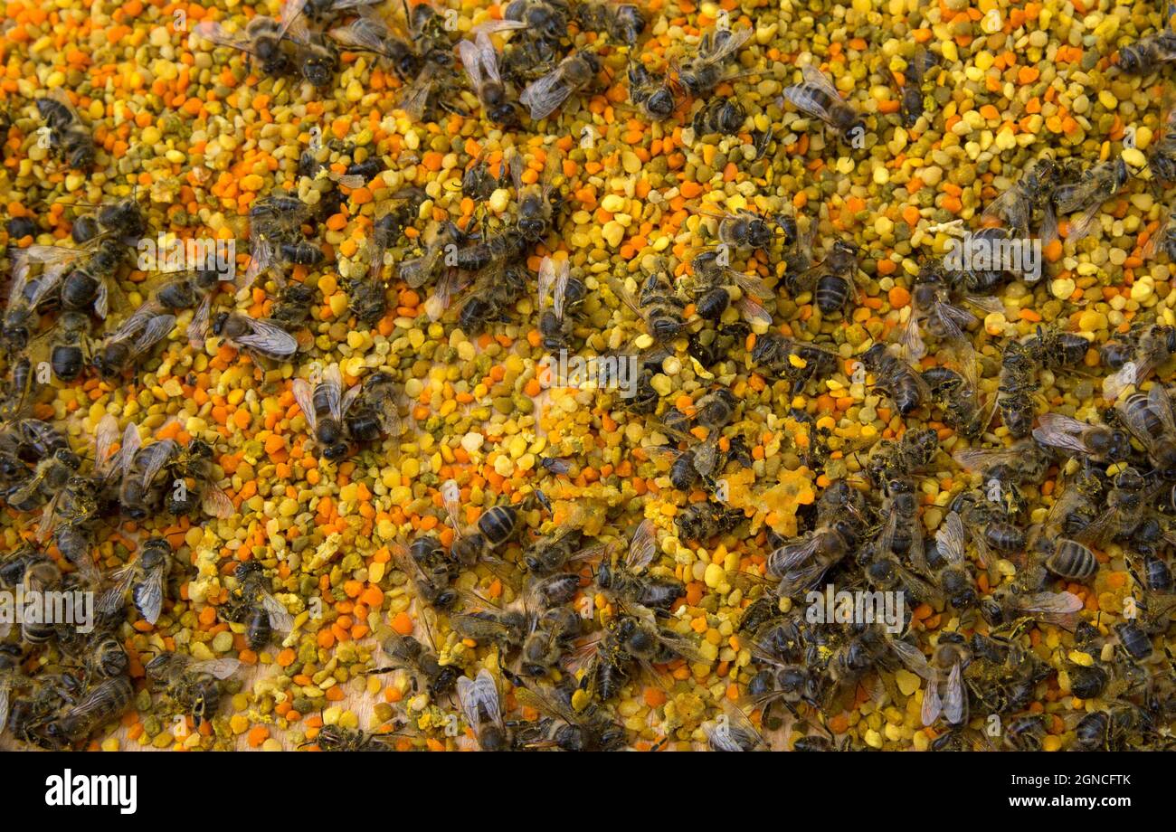 Les abeilles malades sur le pollen d'abeille Banque D'Images