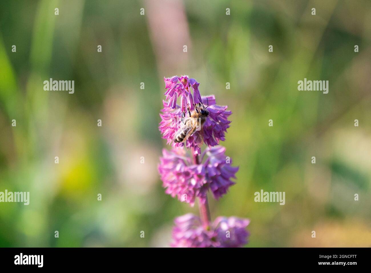 Abeille occidentale visite des fleurs Banque D'Images