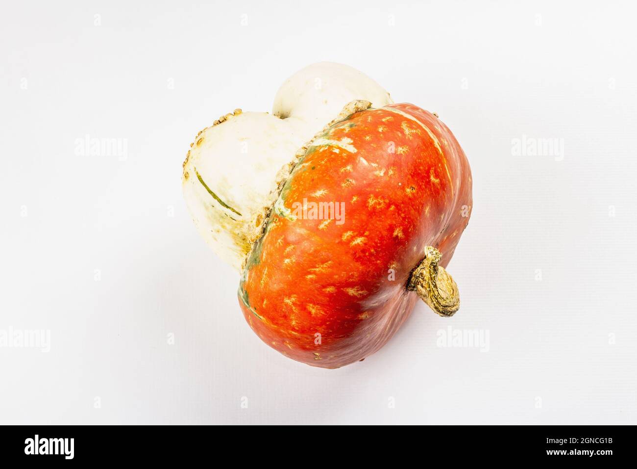 Citrouille décorative mûre isolée sur fond blanc. Courge Cucurbita maxima entière, élément décoratif traditionnel pour Halloween ou Thanksg Banque D'Images