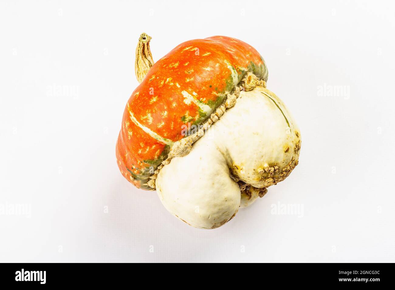 Citrouille décorative mûre isolée sur fond blanc. Courge Cucurbita maxima entière, élément décoratif traditionnel pour Halloween ou Thanksg Banque D'Images