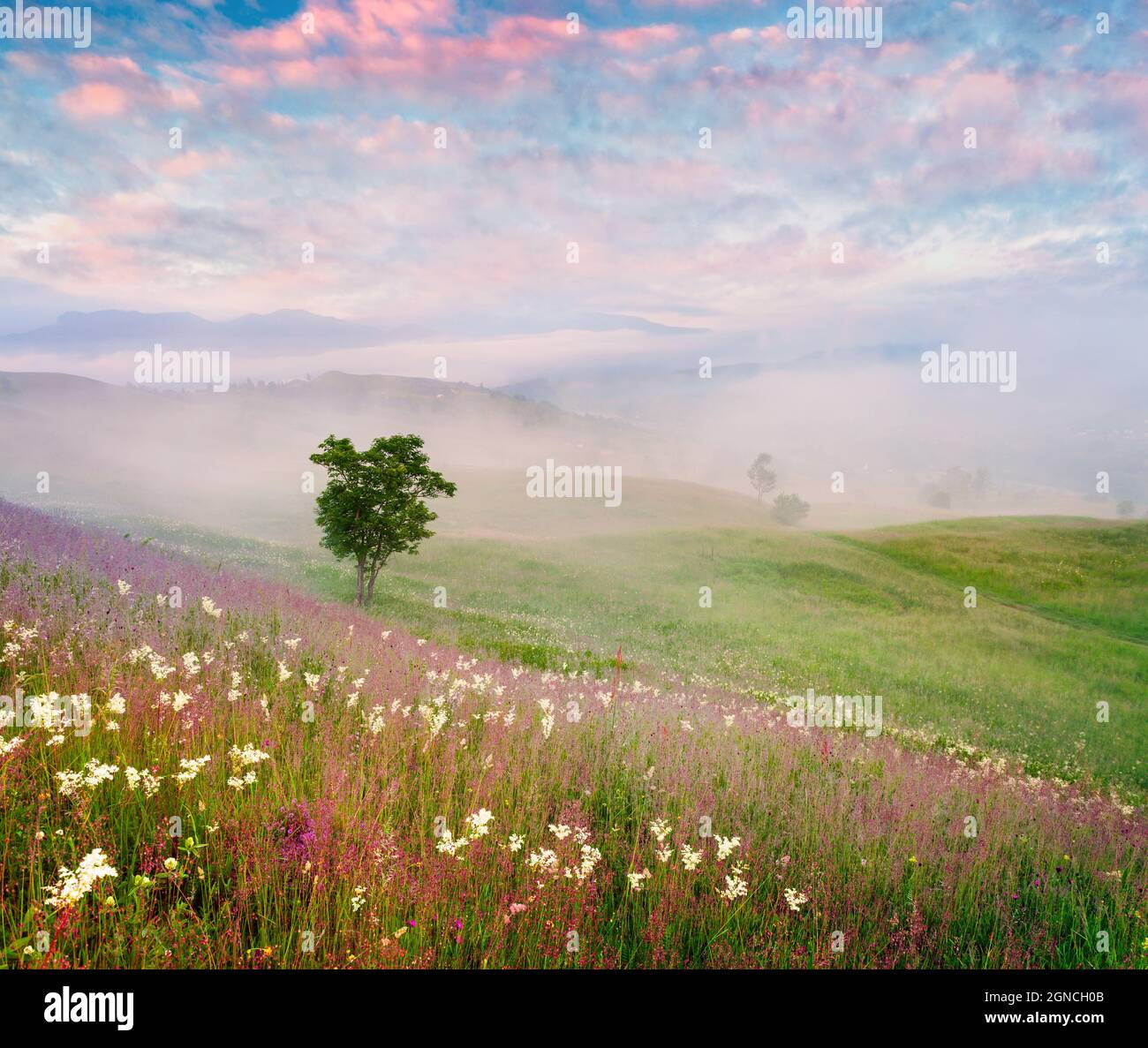 Lever de soleil d'été brumeux dans les montagnes des Carpates. Arbre solitaire parmi un champ de fleurs fleuries. Scène matinale brumeuse dans la vallée de la montagne. Banque D'Images