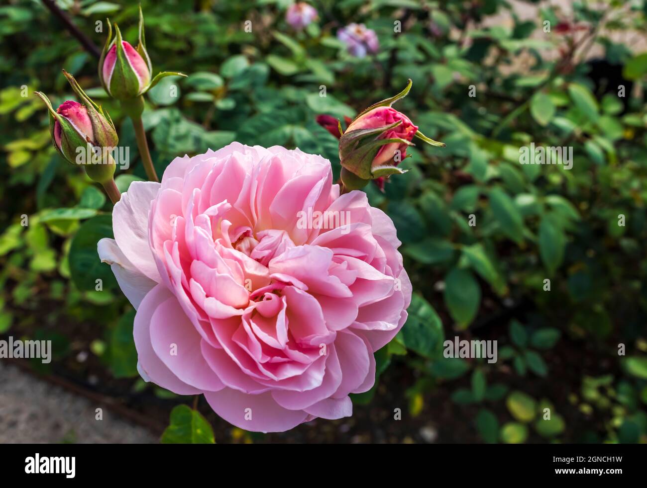 Fleur rose de la Floribunda anglaise ancienne rose dans un groupe de bourgeons. Banque D'Images