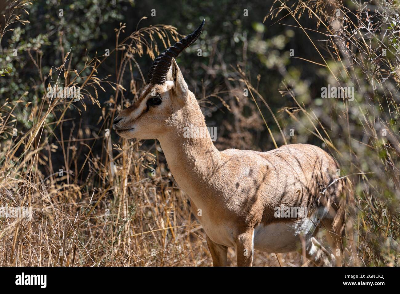 Une gazelle de montagne mâle dans le parc national de la vallée de la gazelle, Jérusalem, Israël. Date de prise de vue 11.09.2021 Banque D'Images