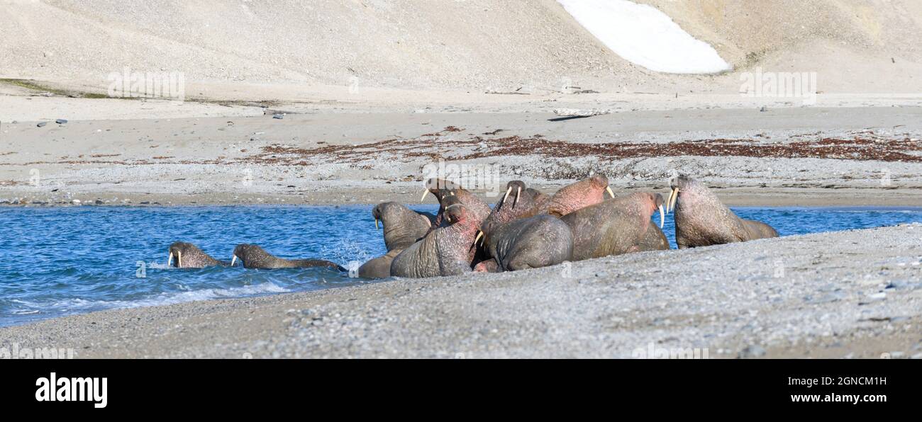 Famille de morses sur la rive. Paysage arctique. Banque D'Images