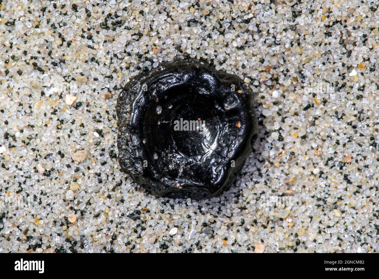 Vertèbre de poissons Eocène fossilisée sur une plage de sable le long de la côte de la mer du Nord Banque D'Images